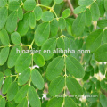 Hot sale Indian moringa oleifera leaf extract capsules